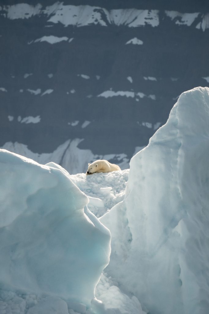 oso paisaje polar