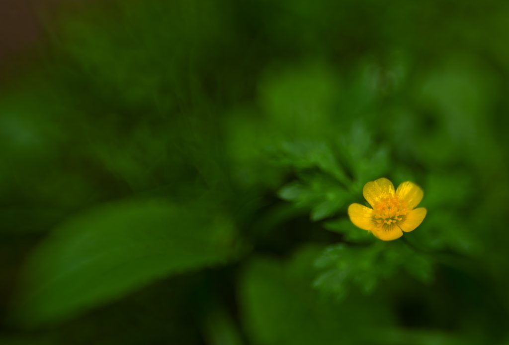 flor amarilla lens baby