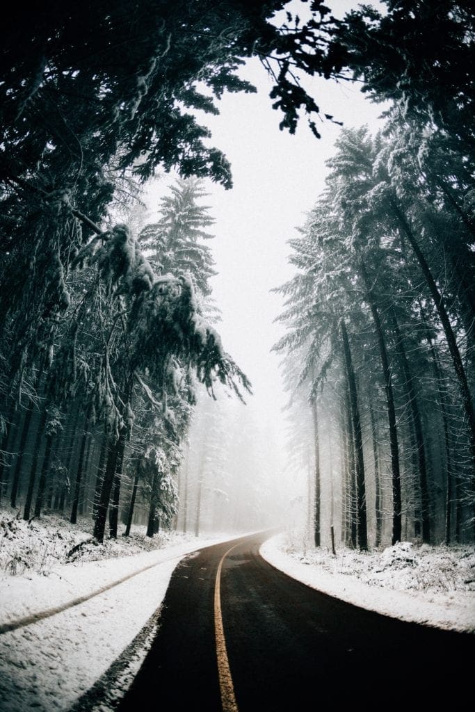 carretera en bosque nevado