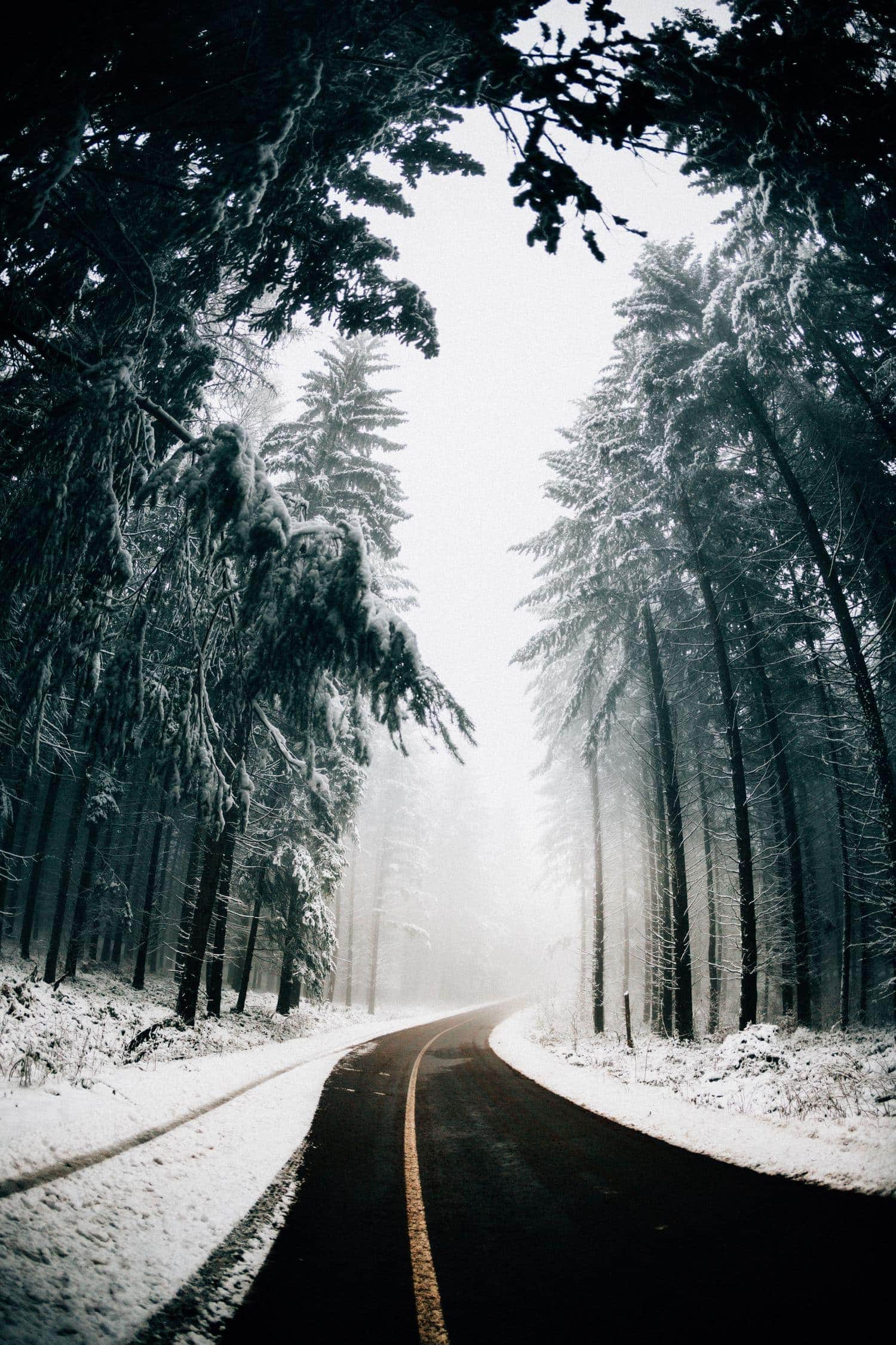 carretera en bosque nevado