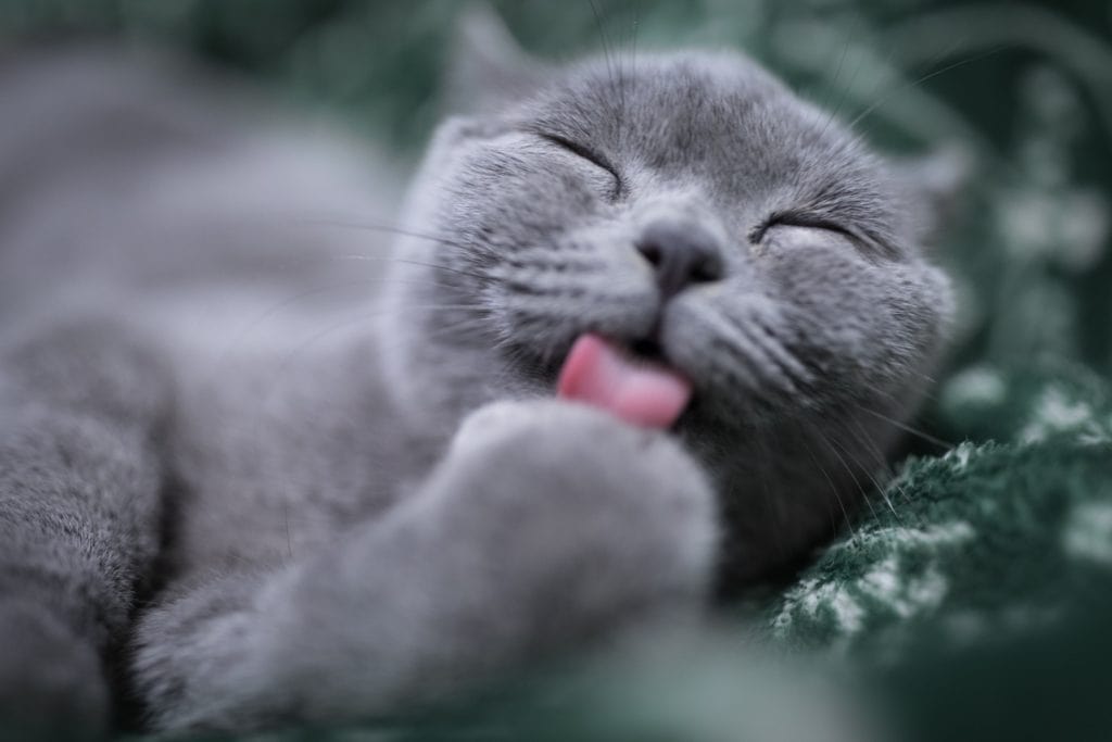 Gato lamiéndose pata