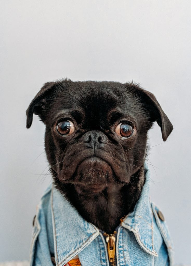 Mirada de perro