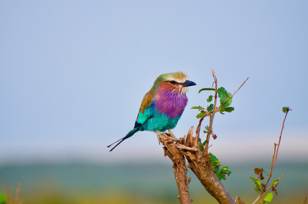 Bird on branch, photographed with zoom lens