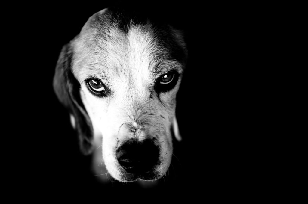 Primer plano de perro en blanco y negro