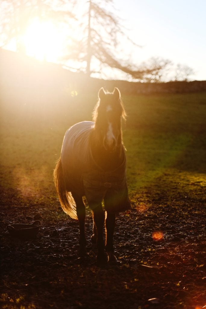 Foto de caballo con flares y halos