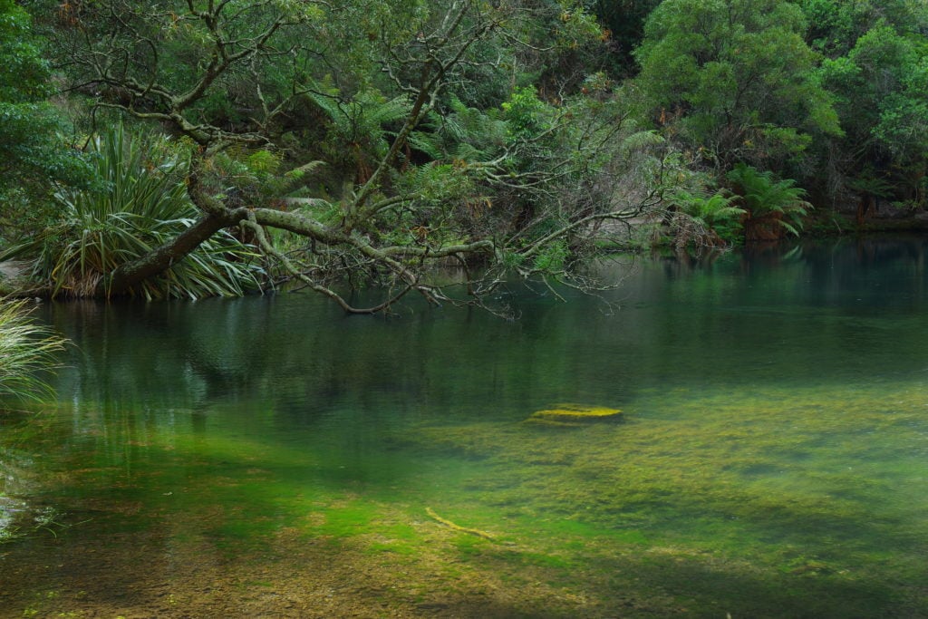 Lago con vegeteación