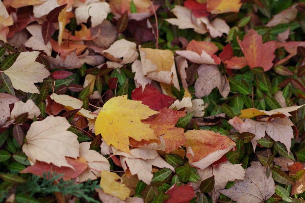 Hojas de otoño