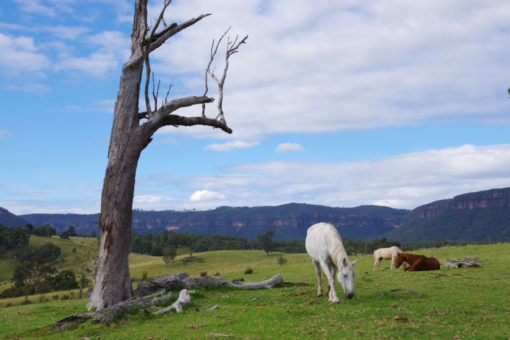 paisaje con caballos