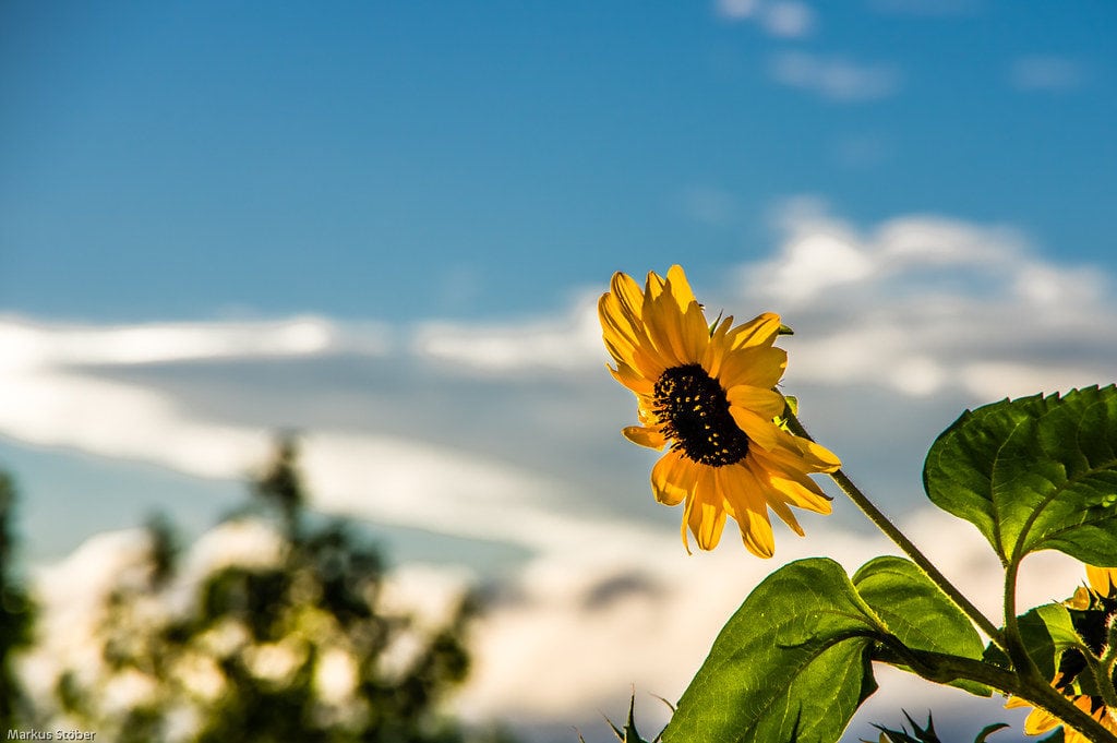 girasol objetivo pentax 18-135mm