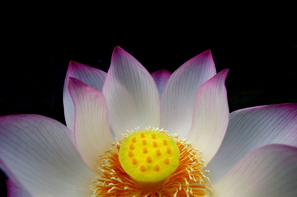 flor macro 100mm pentax objetivo