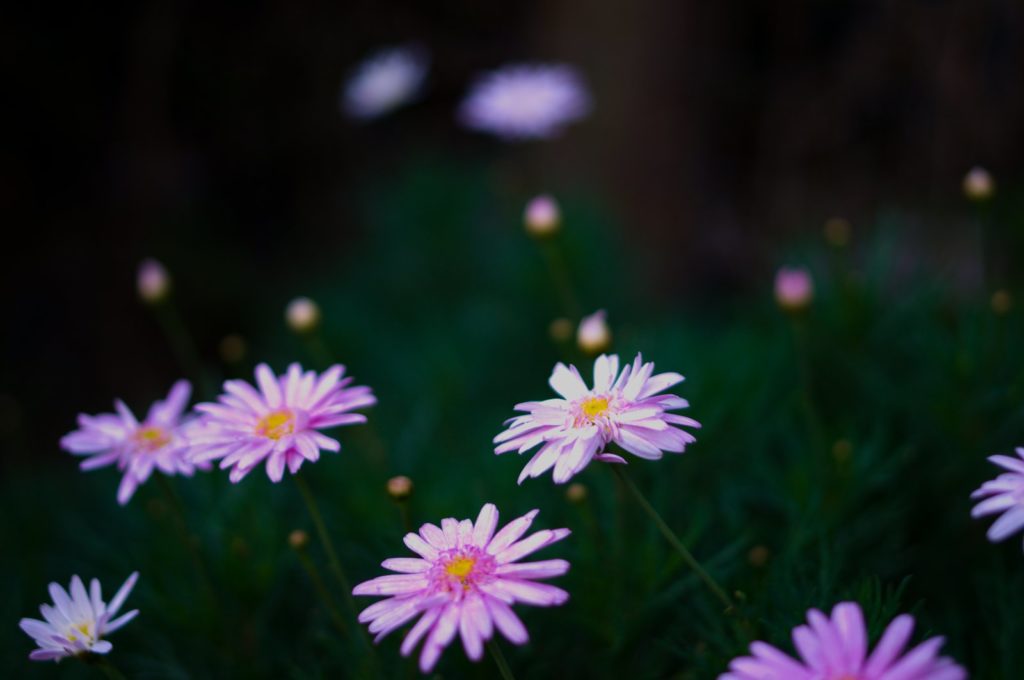 flores objetivo pentax 35mm