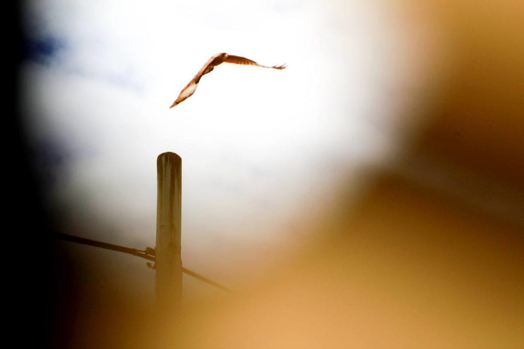 Pájaro visto a través de gafas