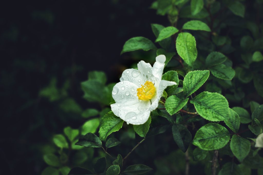 flor rocío objetivo pentax 50mm
