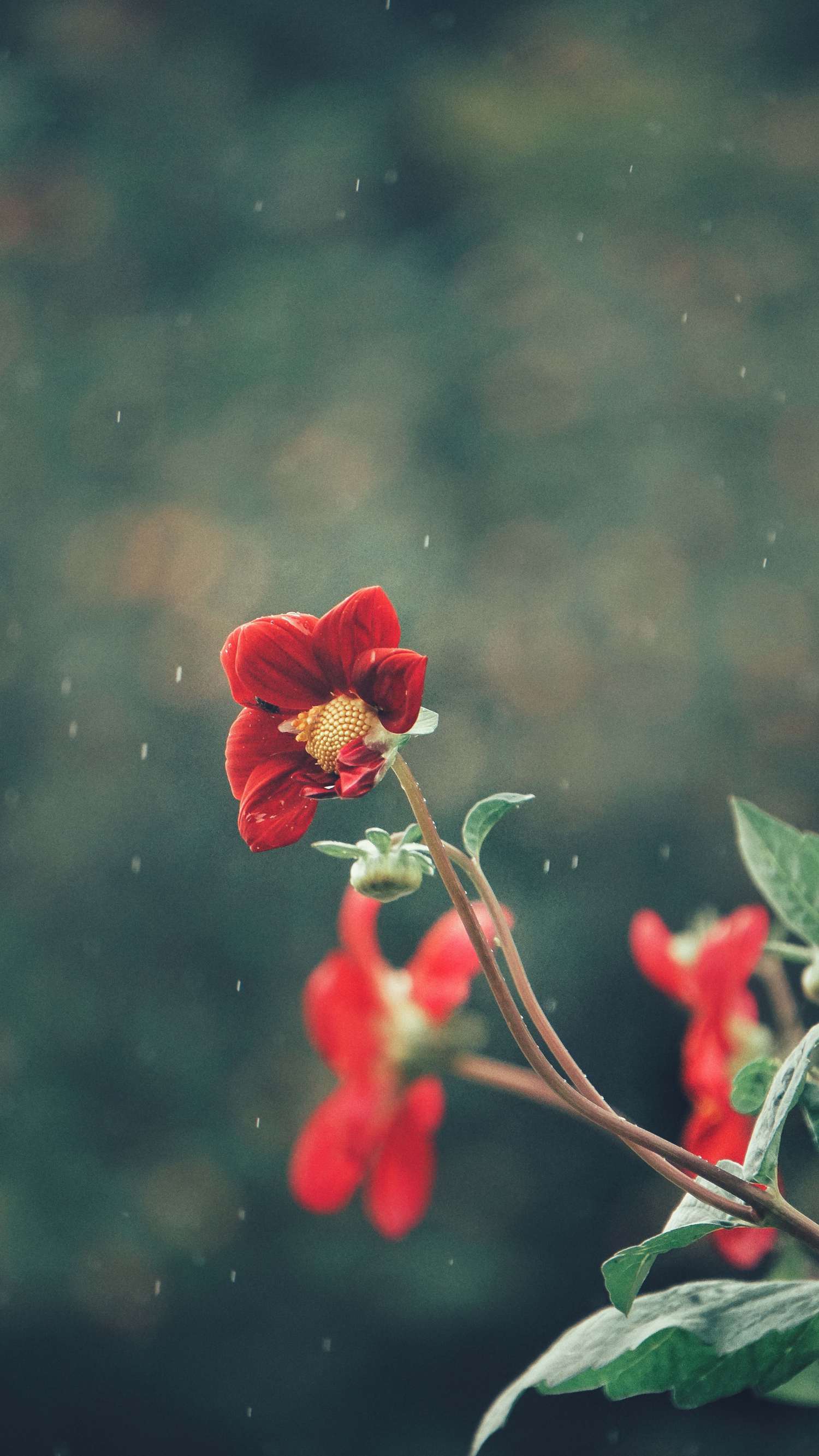 Flor roja fotografiada mientras llueve