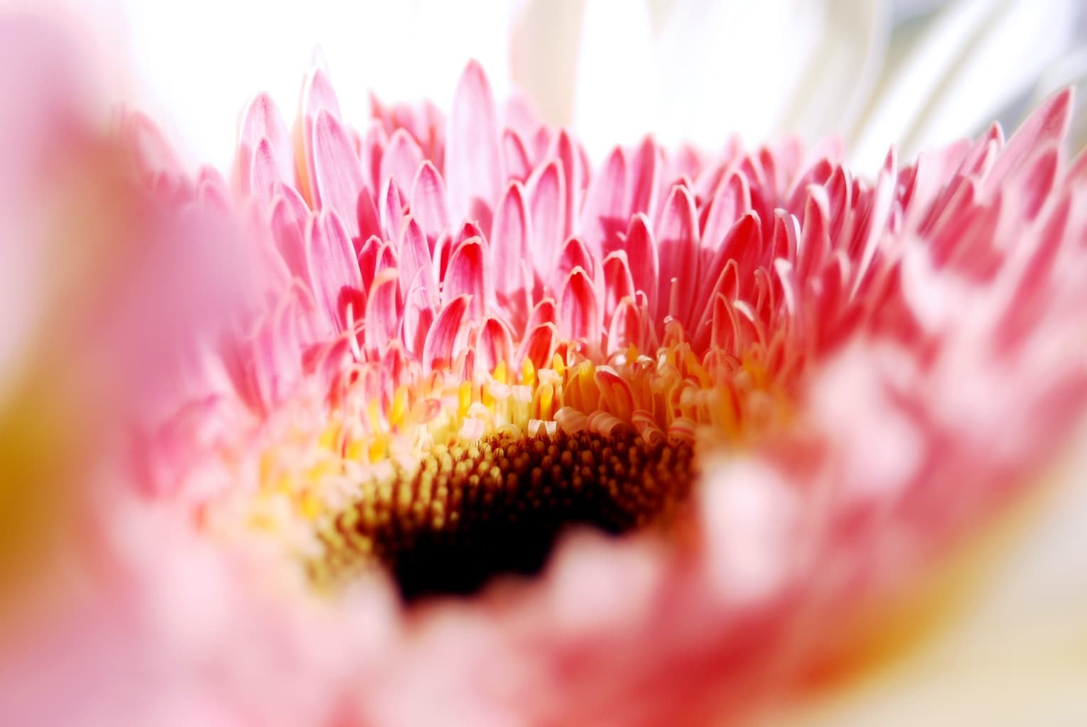 Fotografía macro de flor