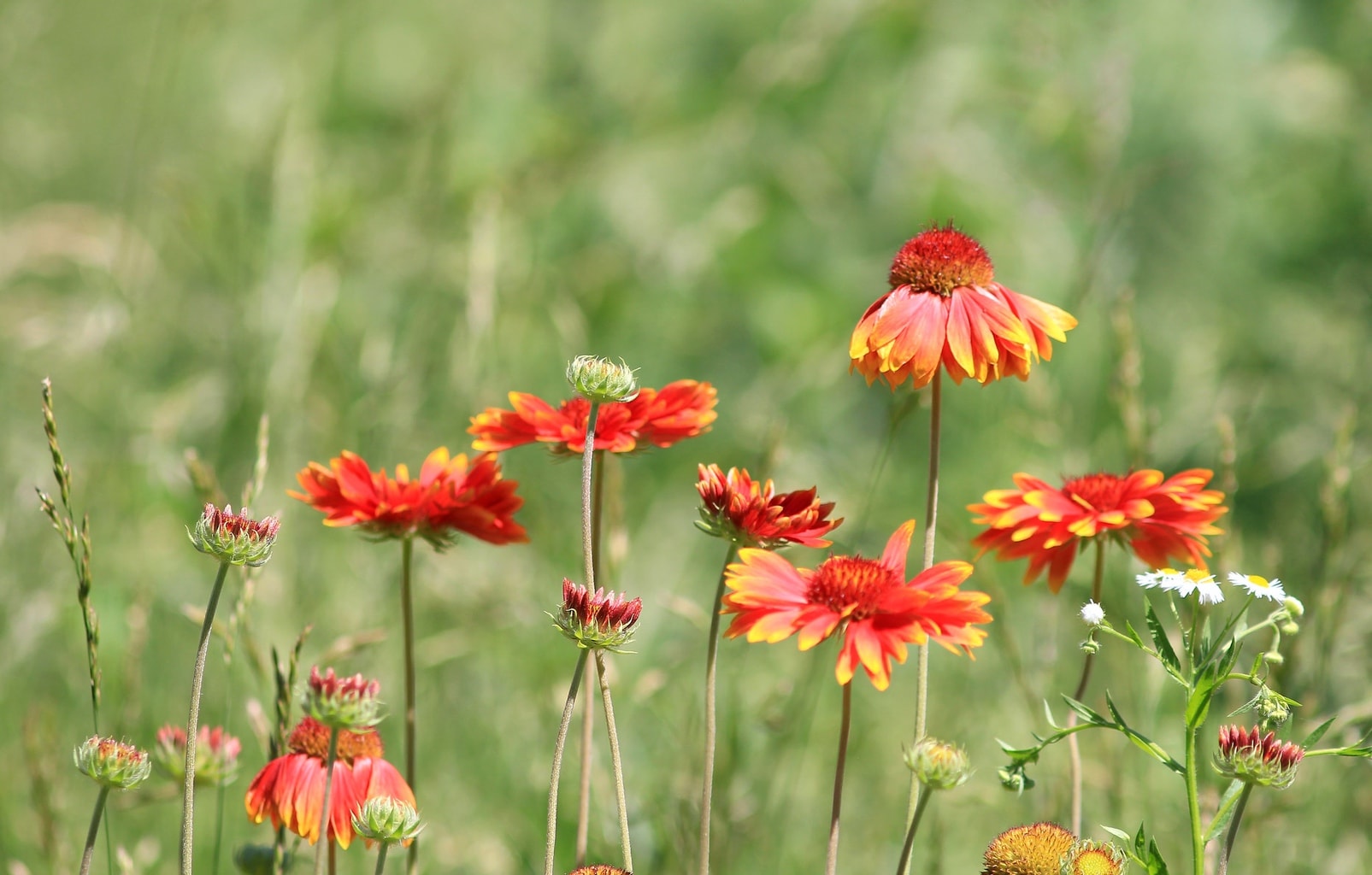 Foto de flores realizada con un teleobjetivo