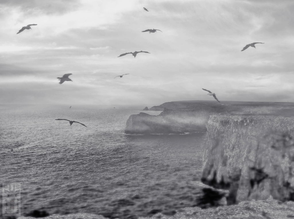 pájaros volando sobre acantilado