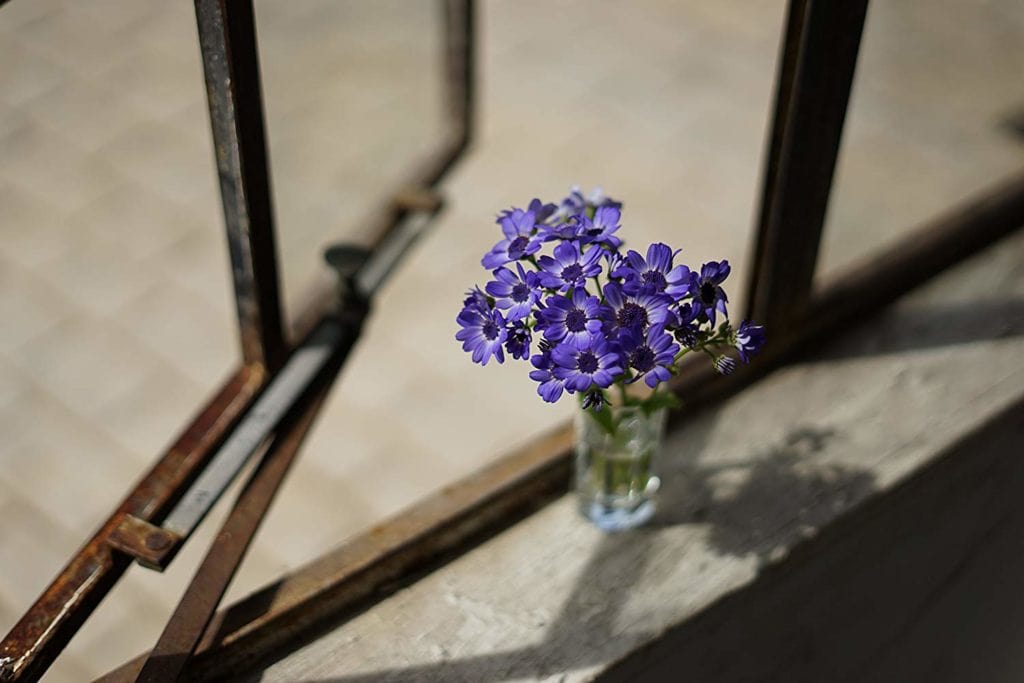 Flores fotografiadas con objetivos Sony