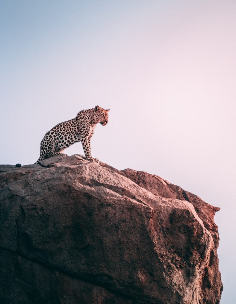 Lince en lo alto de una roca en Sudafrica