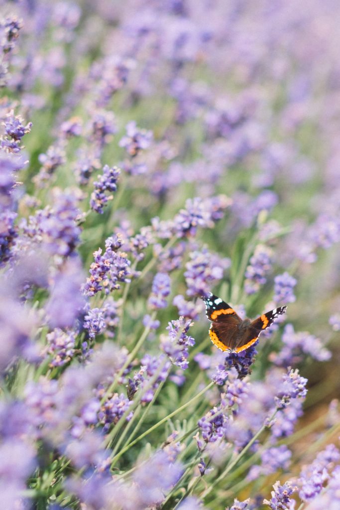 Mariposa en campo de lavandas con mucho desenfoque