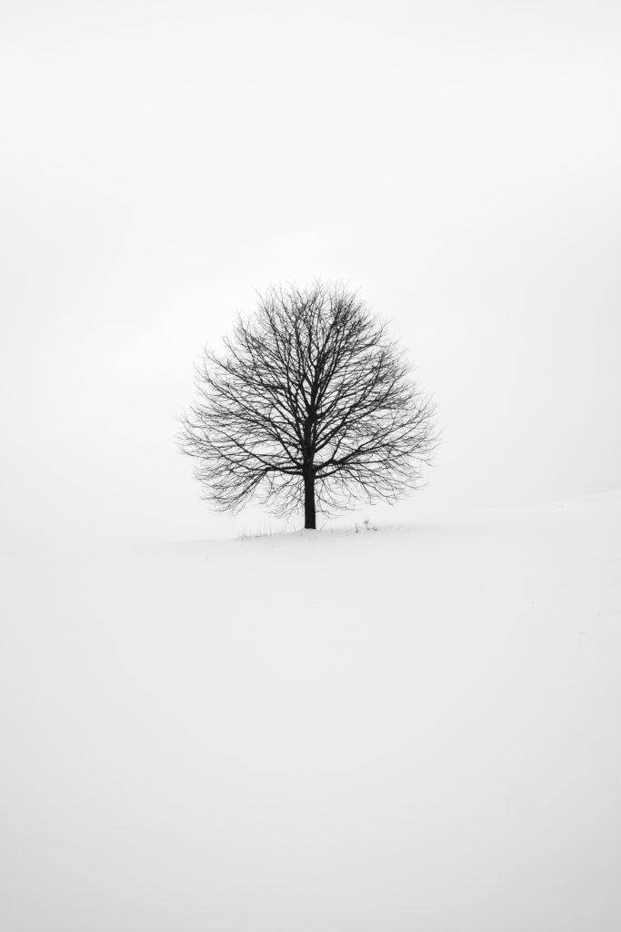 Árbol en medio de la imagen rodeado de nieve