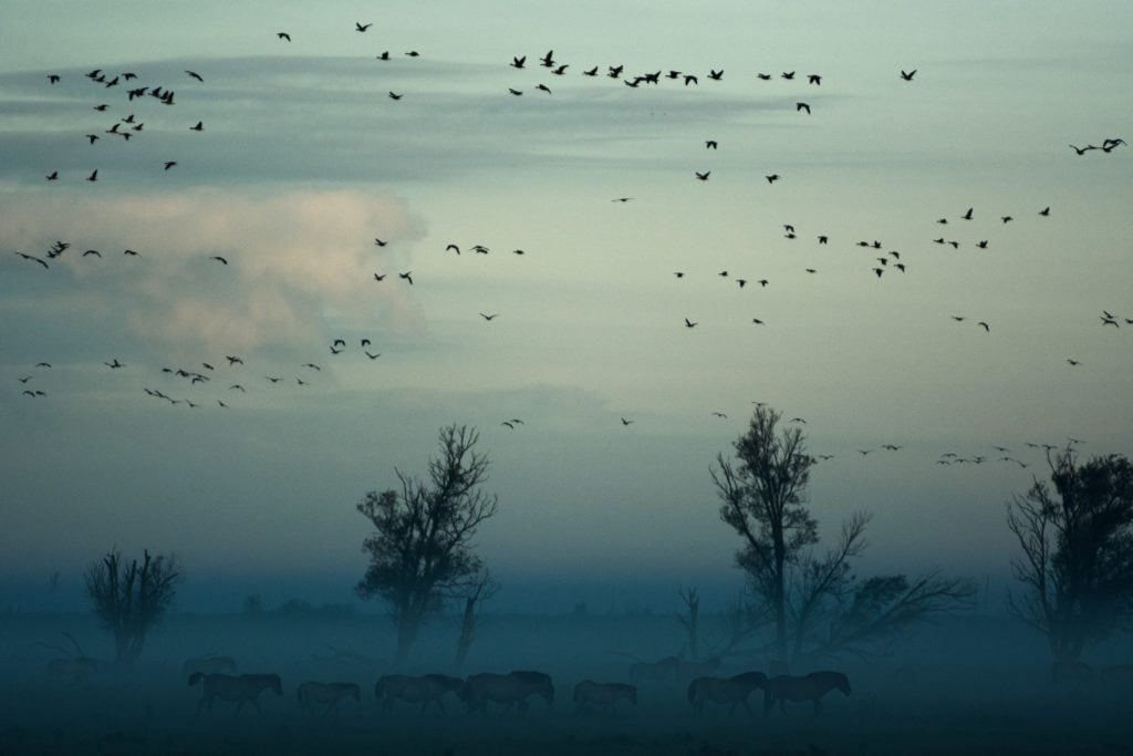 Paisaje con niebla y pájaros en el cielo