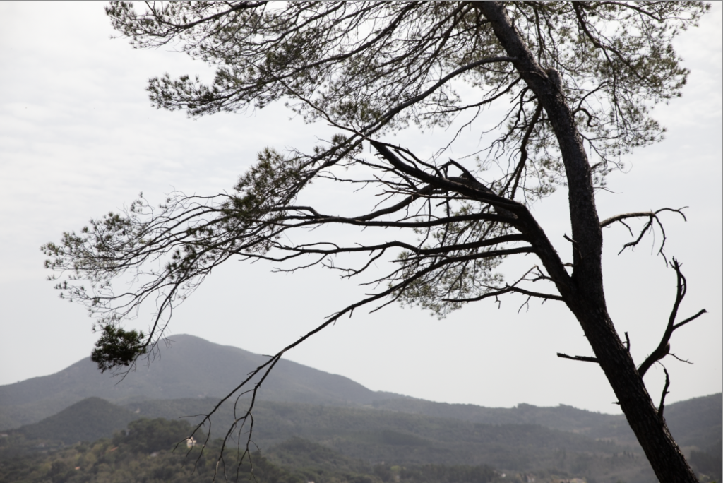 Árbol con cielo de fondo sobreexpuesto