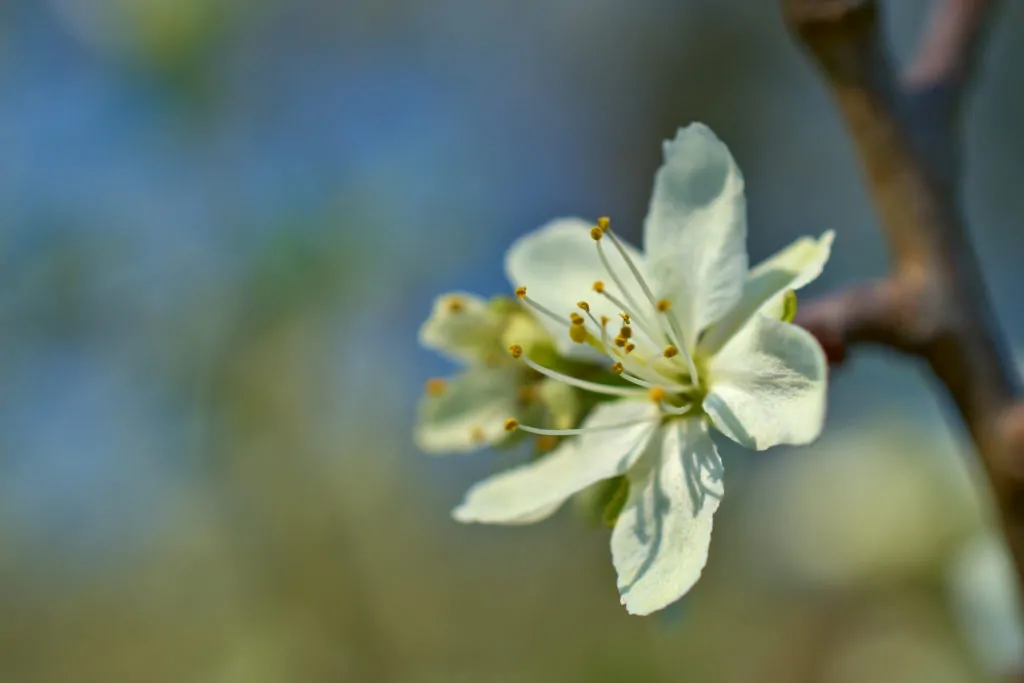 flor a6500