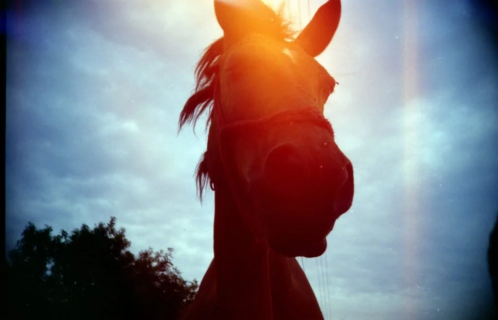 caballo lomografía