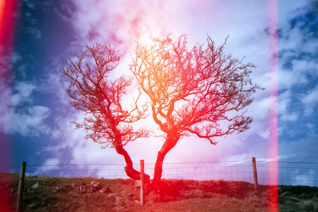 árbol lomografía