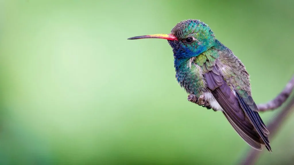 Colibrí en rama con poca profundidad de campo