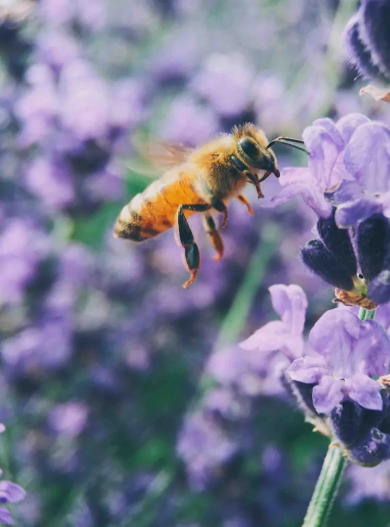 Bee hovering between lilac plants