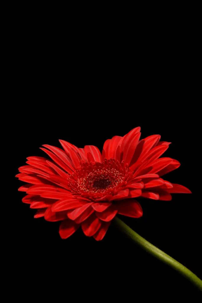 red flower with black background