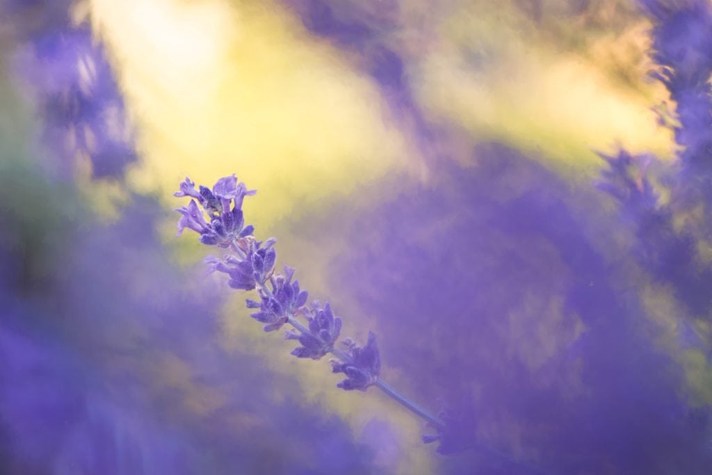 Flor violeta con fondo amarillo