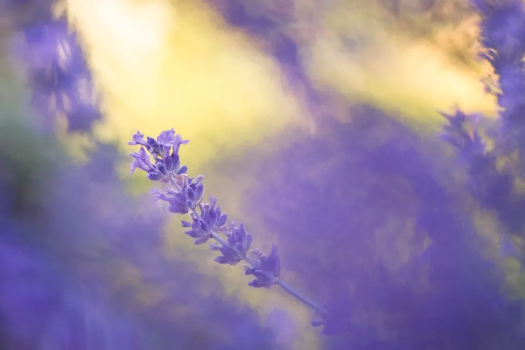 Flor violeta con fondo amarillo