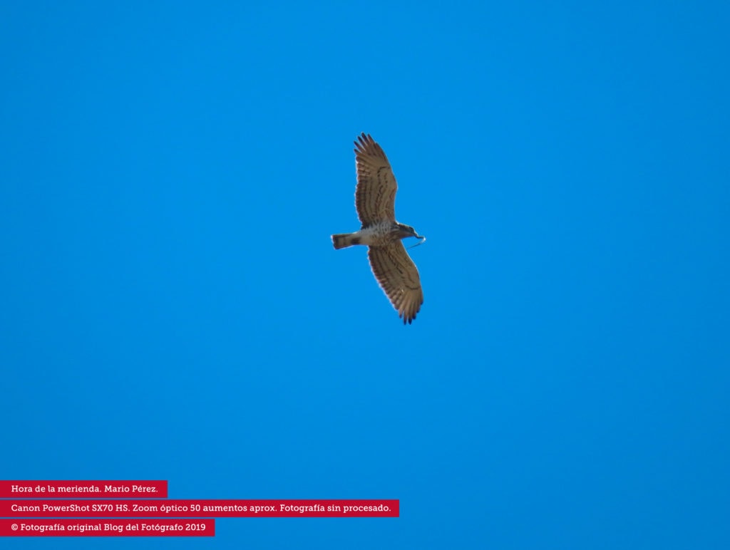 Ave volando fotografiada con el zoom de la Canon Powershot SX70