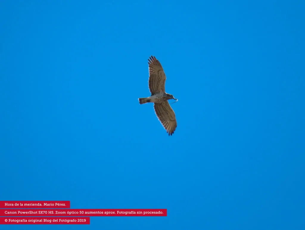 Ave volando fotografiada con el zoom de la Canon Powershot SX70