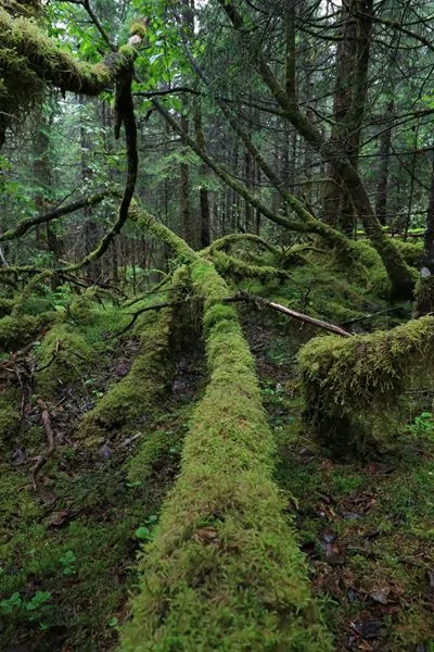 Paisaje de bosque muy verde