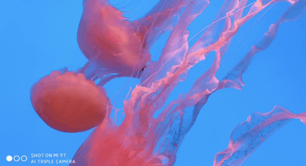 Medusas rosas con fondo azul, fotografiadas con smartphone Xiaomi 