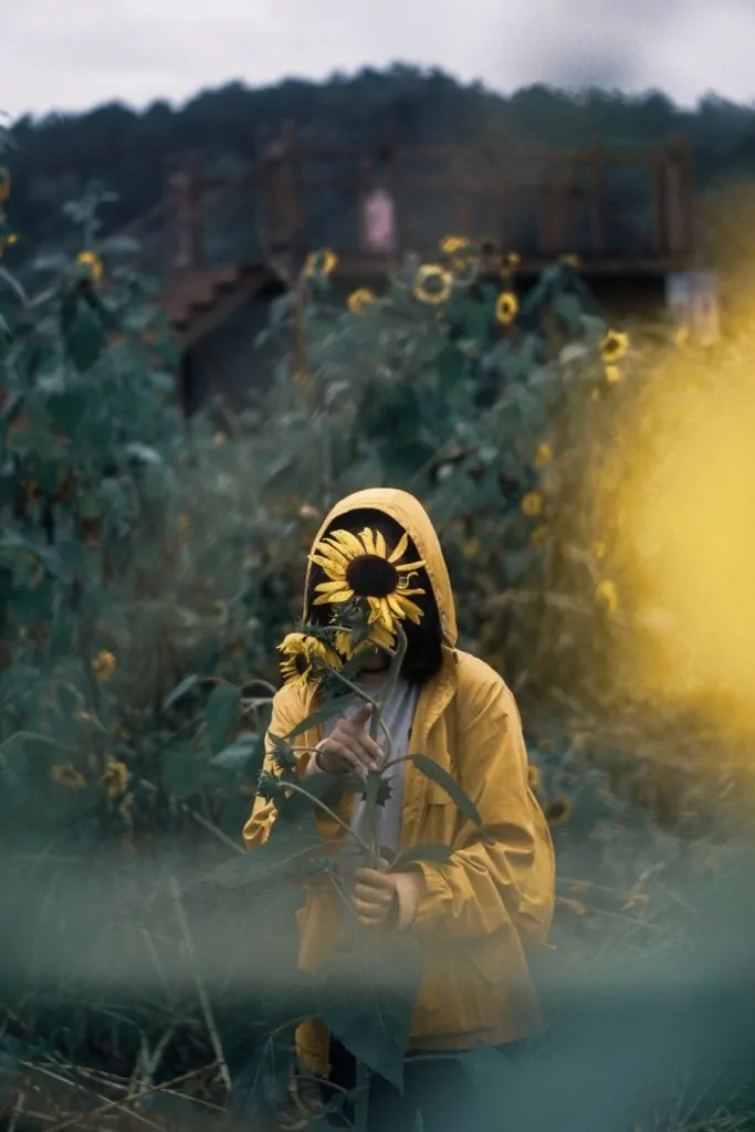 girasoles 