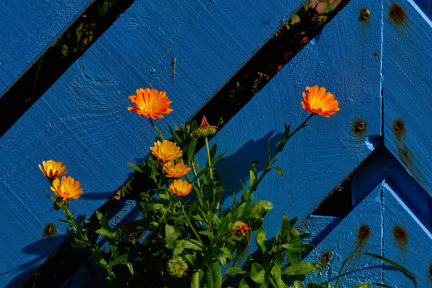 margaritas naranjas sobre fondo azul