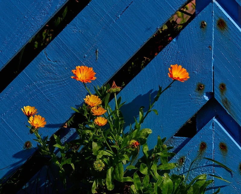 margaritas naranjas sobre fondo azul