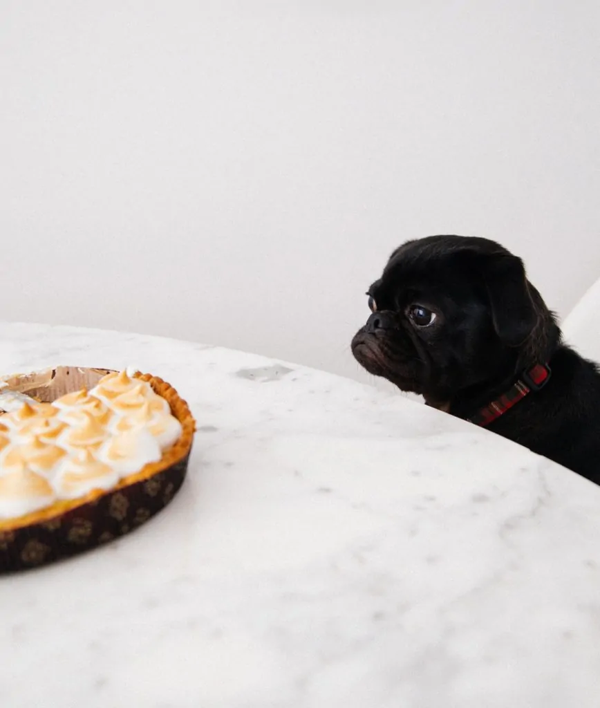 Mascota mirando tarta