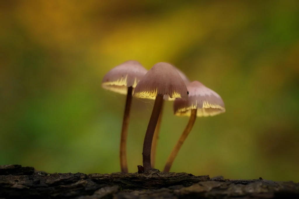 Setas capturadas con una cámara Lumix