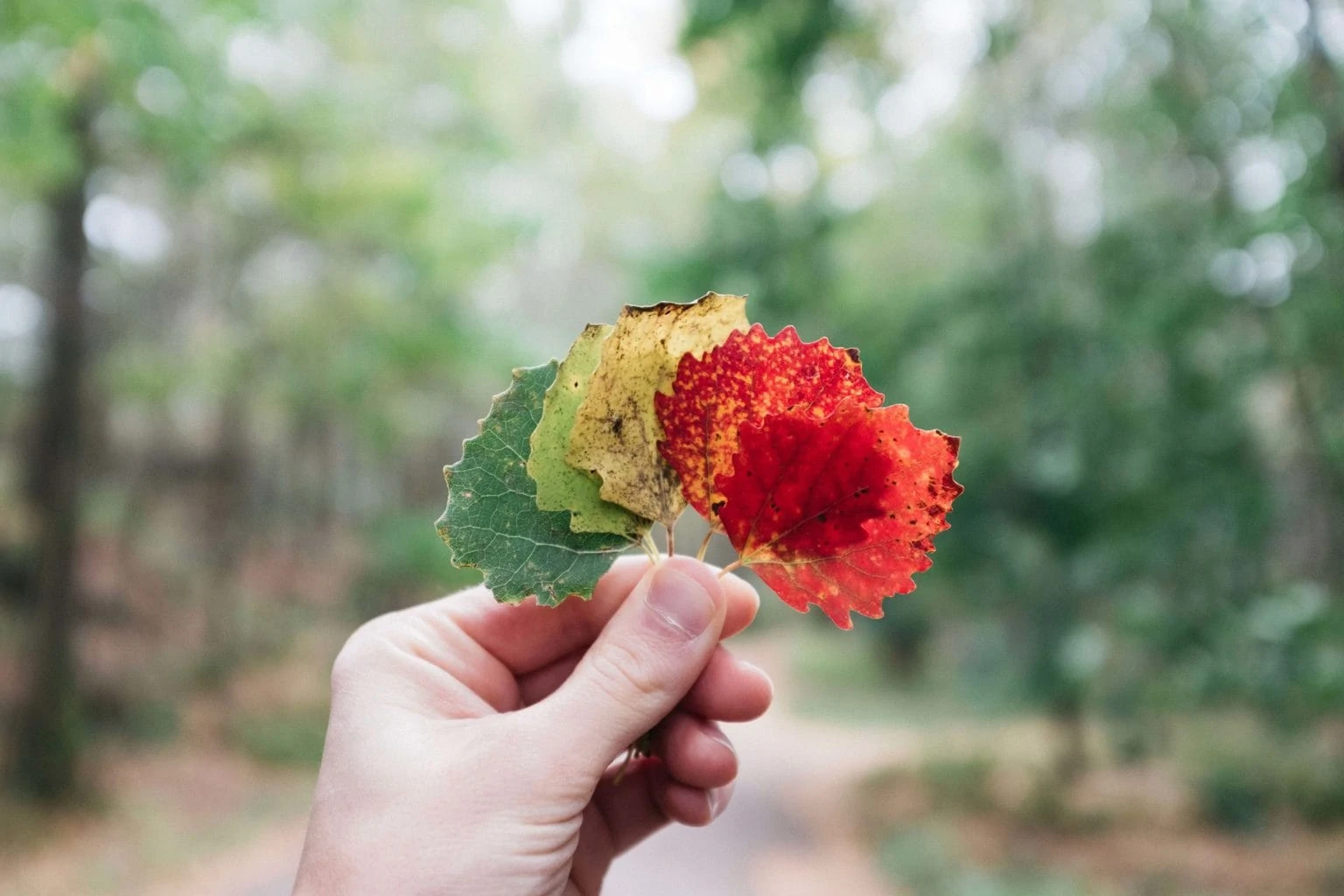 dry leaves in hand