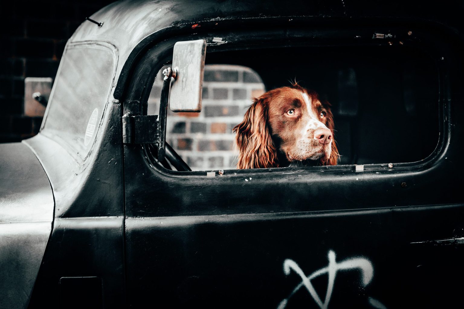 Perro asomado a la ventanilla de un coche
