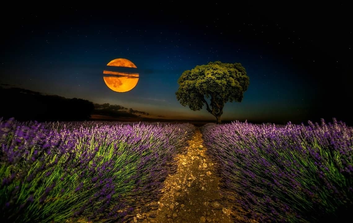 Fotografía nocturna con la luna en un campo de lavandas, ganadora del fotoreto32