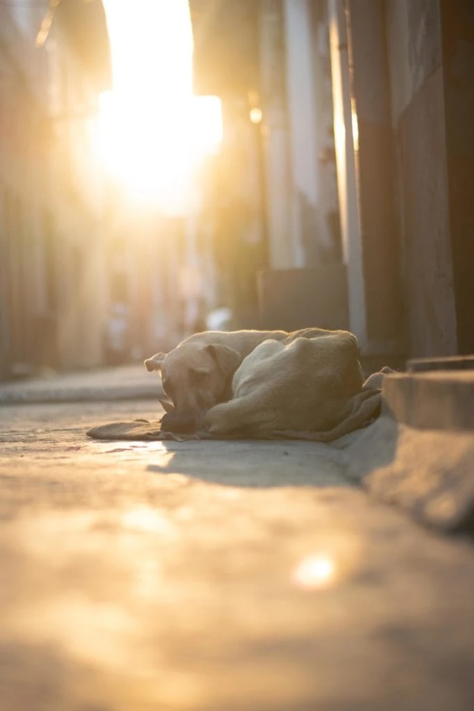 Perro tumbado en la acera con luz cálida de fondo