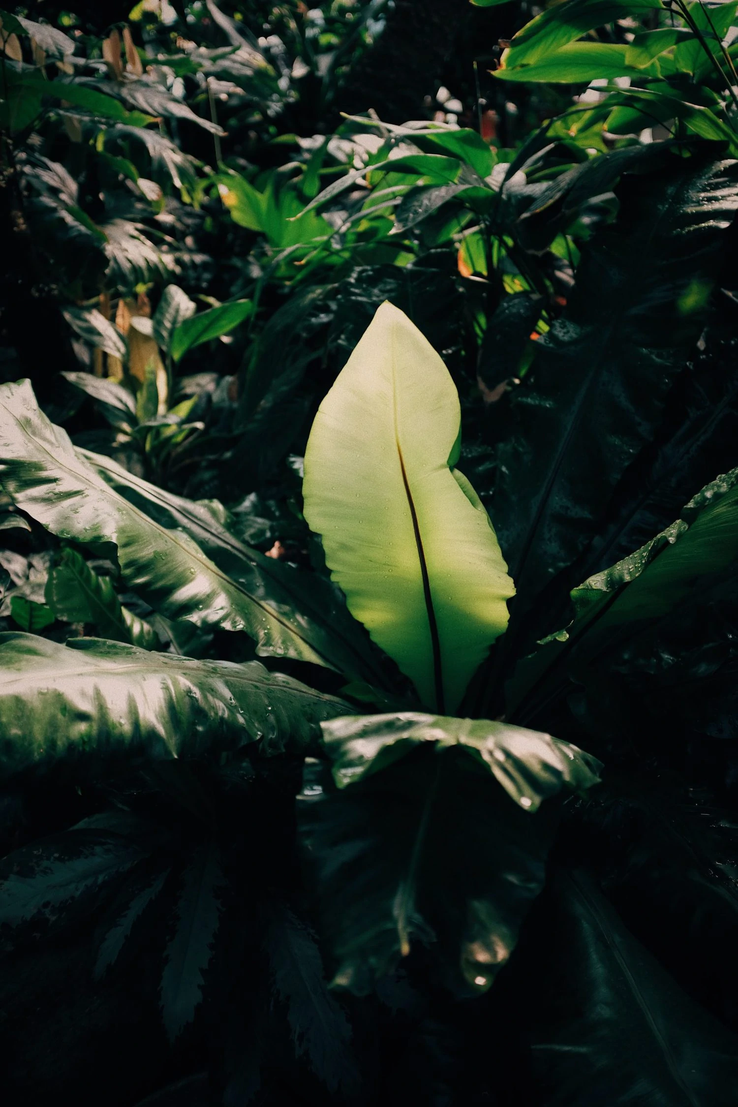 plants in a garden