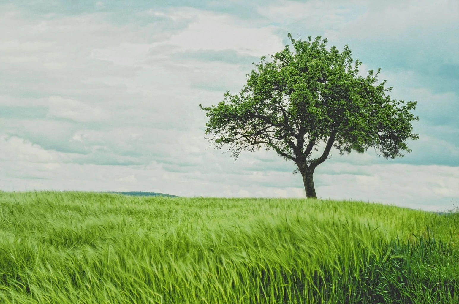 naturaleza solitaria